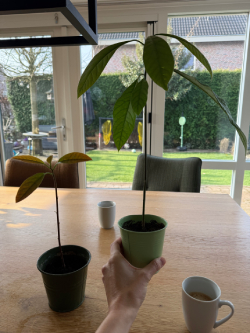 avocado planten