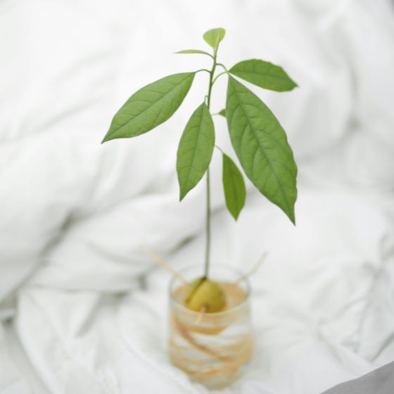 avocado plant kweken