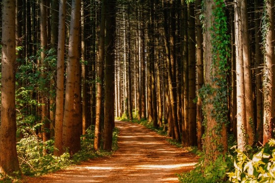 leren ontspannen natuur